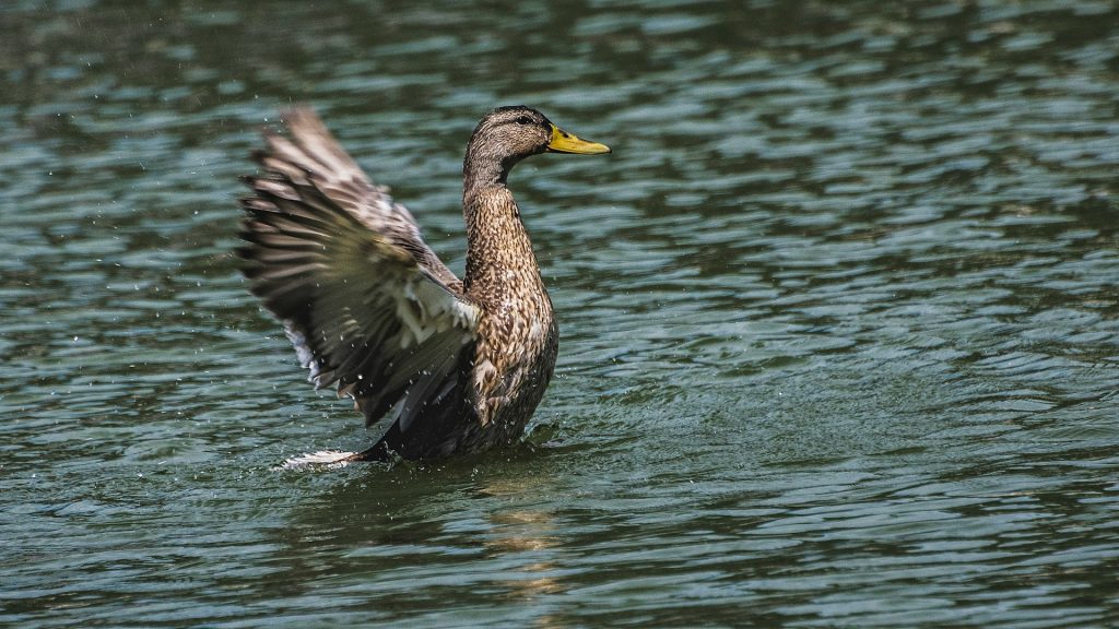 dompelpomp kopen bij vijverbenodigdheden.nl